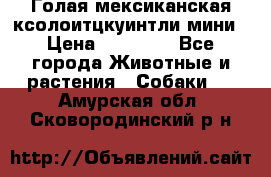 Голая мексиканская ксолоитцкуинтли мини › Цена ­ 20 000 - Все города Животные и растения » Собаки   . Амурская обл.,Сковородинский р-н